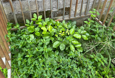 TANAMAN PADMANABA
