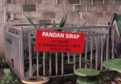 TANAMAN PANDAN SIRAP